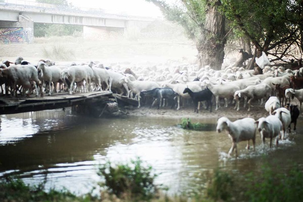 photoespana-2017-Javier-Marquerie-Bueno-standarte